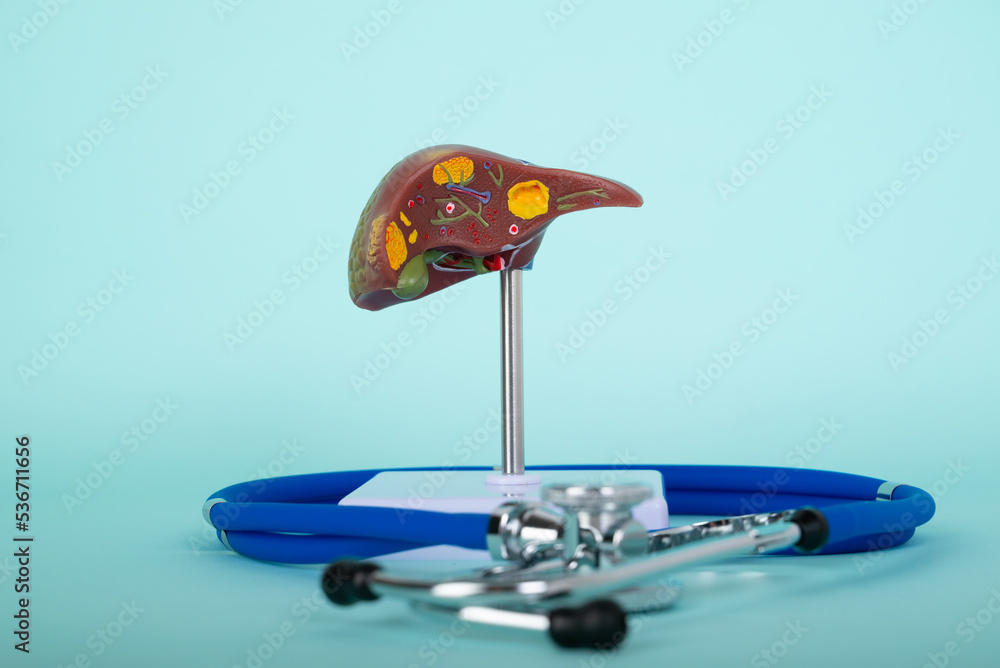 Red liver and stethoscope lies on a blue background Red liver and stethoscope lies on a blue background