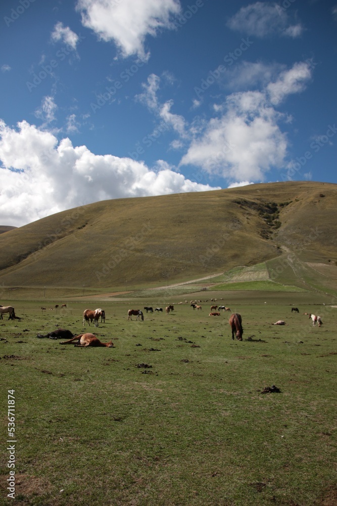 Italy, Umbria: Horses relaxing in the Castelluccio di Norcia plateau. Italy, Umbria: Horses relaxing in the Castelluccio di Norcia plateau.