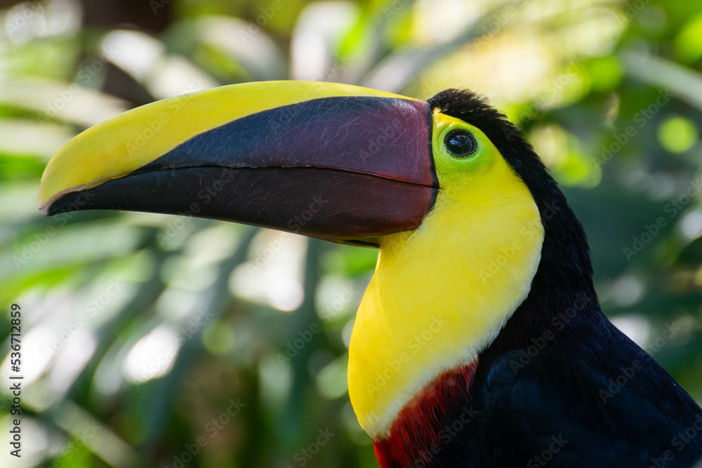 Fototapeta premium Toucan Head
