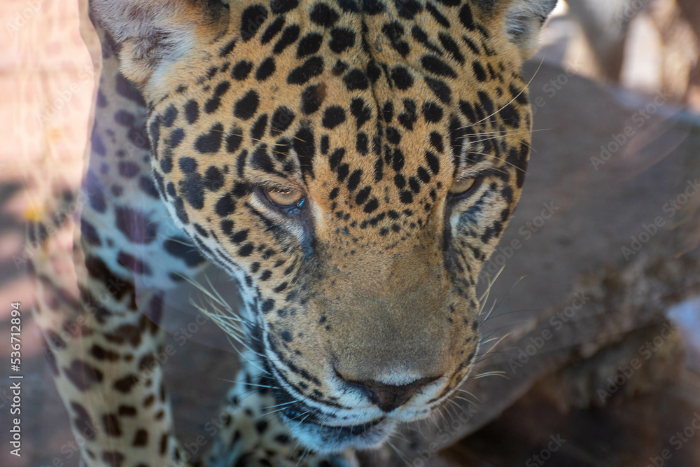 Obraz premium Panther head in Close up looking toward camera 