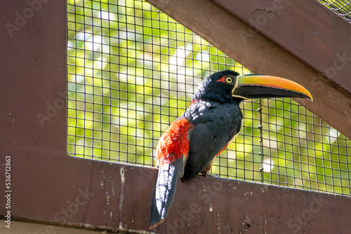 Fotótapéta aracari Toucan in aviary with cage behind