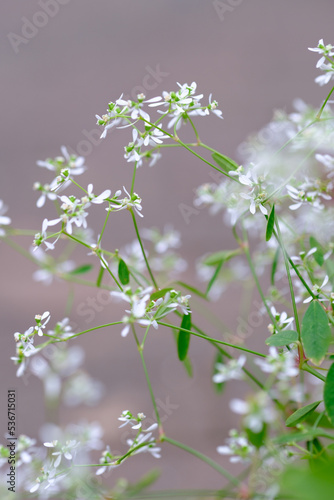 白い繊細な小さな花がかわいいユーフォルビア。目立たないが名脇役として主役の花を引き立たせる photo