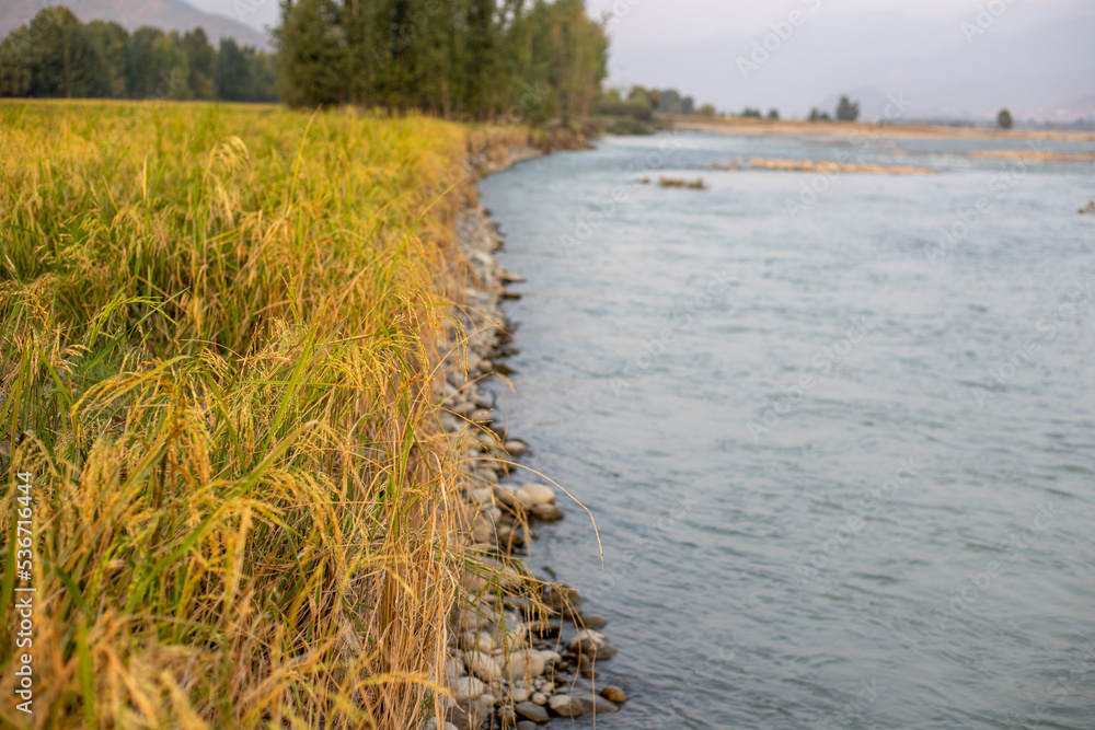 Water runoff on the rice fields and soil erosion alone the river bank Water runoff on the rice fields and soil erosion alone the river bank