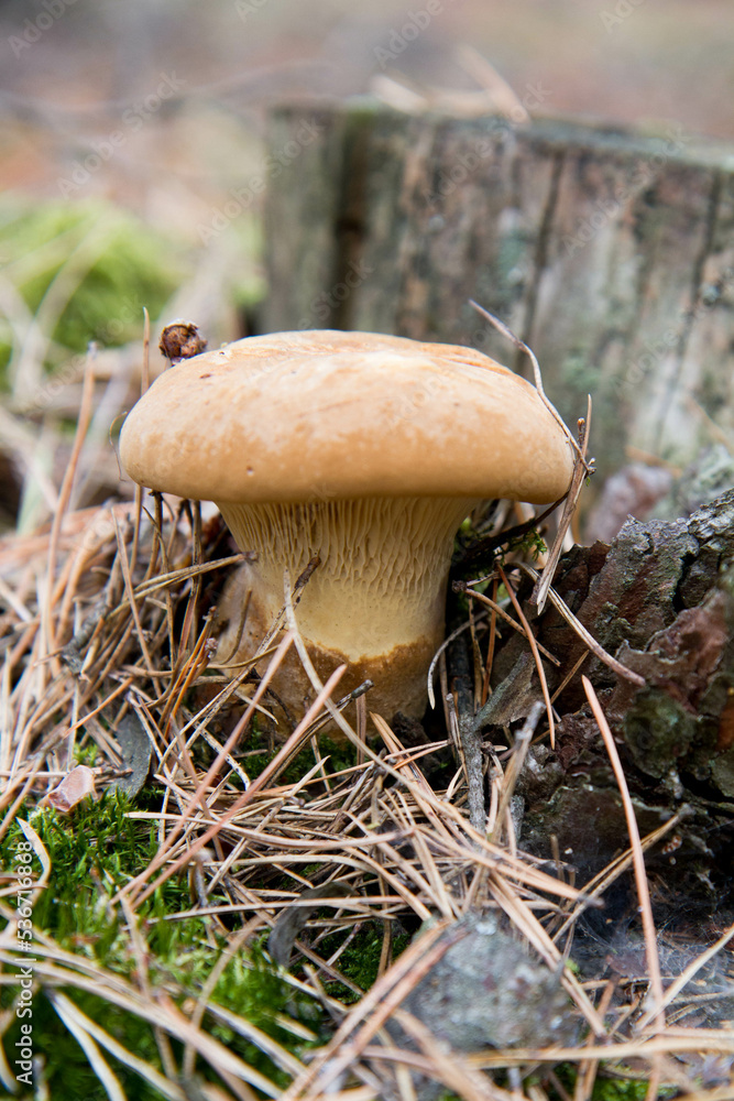 Mushroom growing in a forest in autumn Mushroom growing in a forest in autumn