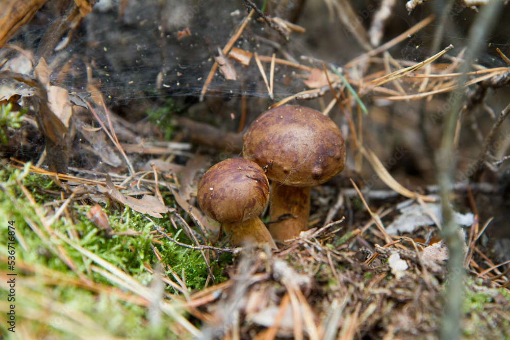 Xerocomus mushrooms growing in a forest Xerocomus mushrooms growing in a forest
