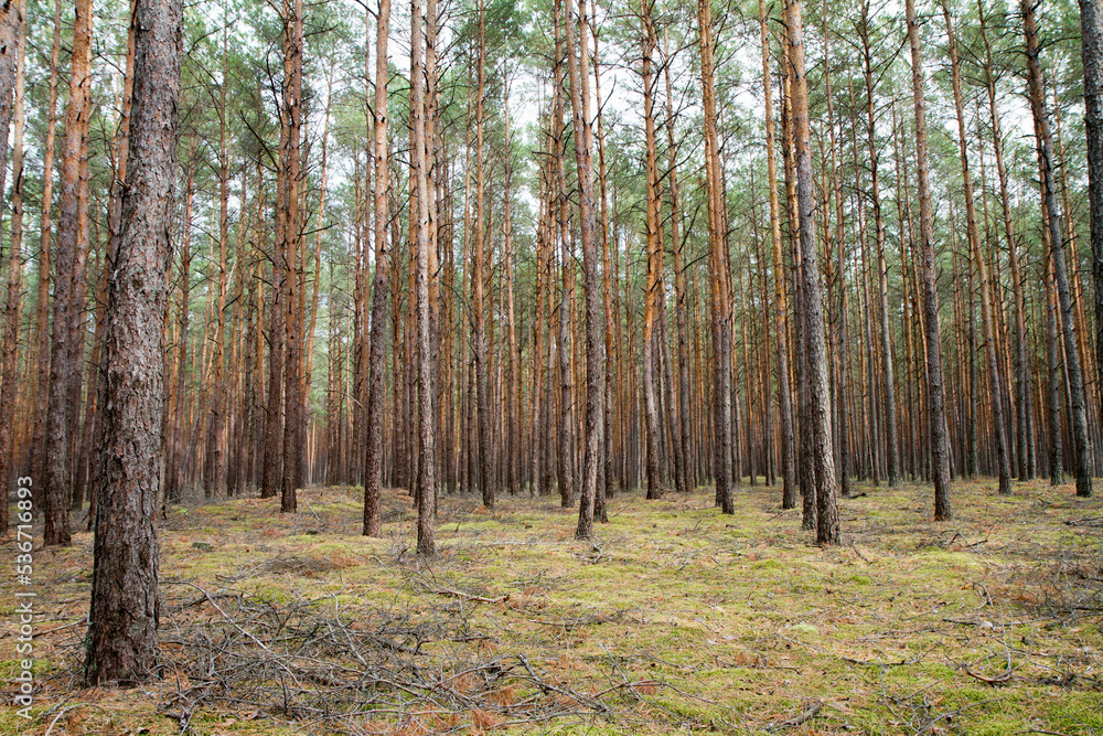 Pine forest in autumn, with rather hilly terrain Pine forest in autumn, with rather hilly terrain