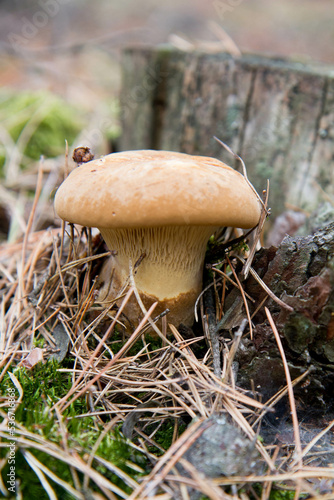 Mushroom growing in a forest in autumn
