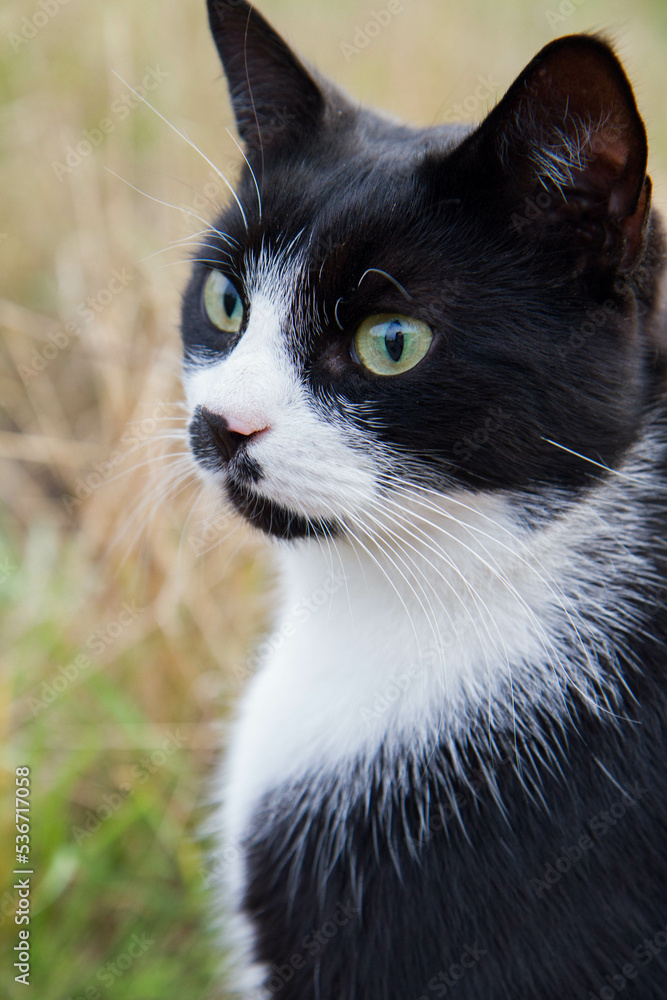 Black and white cat in a field, close up of the face
