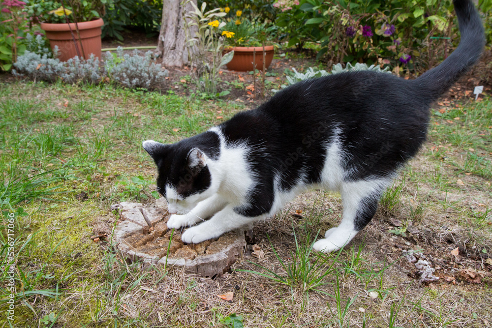 Black and white cat scratching an old tree stump in a garden Black and white cat scratching an old tree stump in a garden