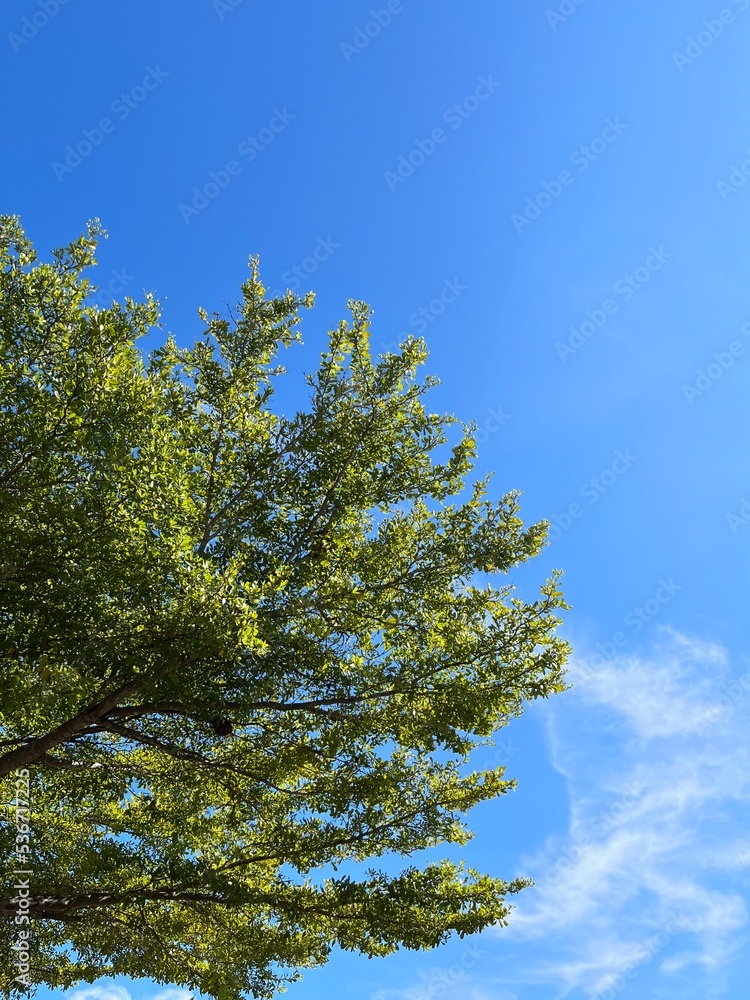 Fototapeta premium tall tree against sky