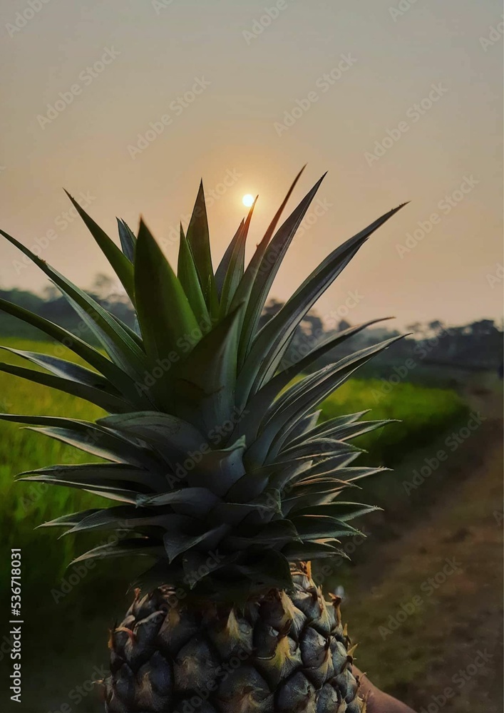 Fototapeta premium pinapple
