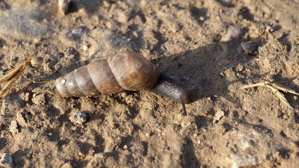 caracol de caparazón en forma de espiral de color marrón, vela negra, cuatro antenas, lerida, españa, europa caracol de caparazón en forma de espiral de color marrón, vela negra, cuatro antenas, lerida, españa, europa