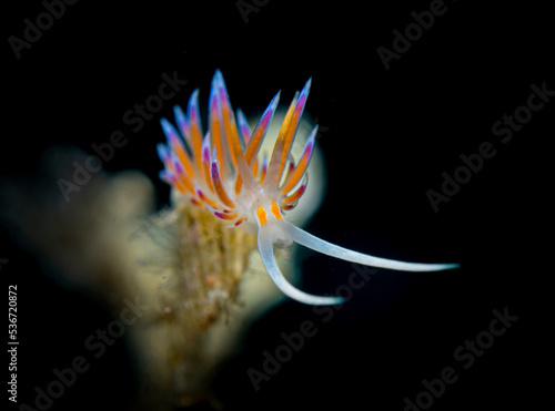 Flabellina im ionischen Meer photo