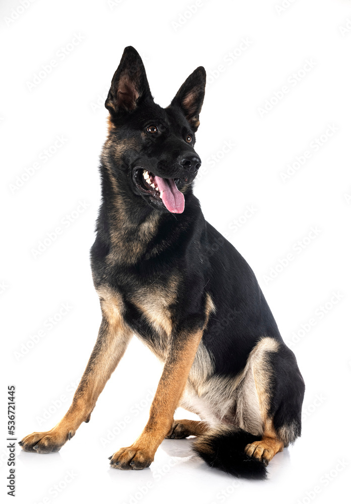 young german shepherd young german shepherd