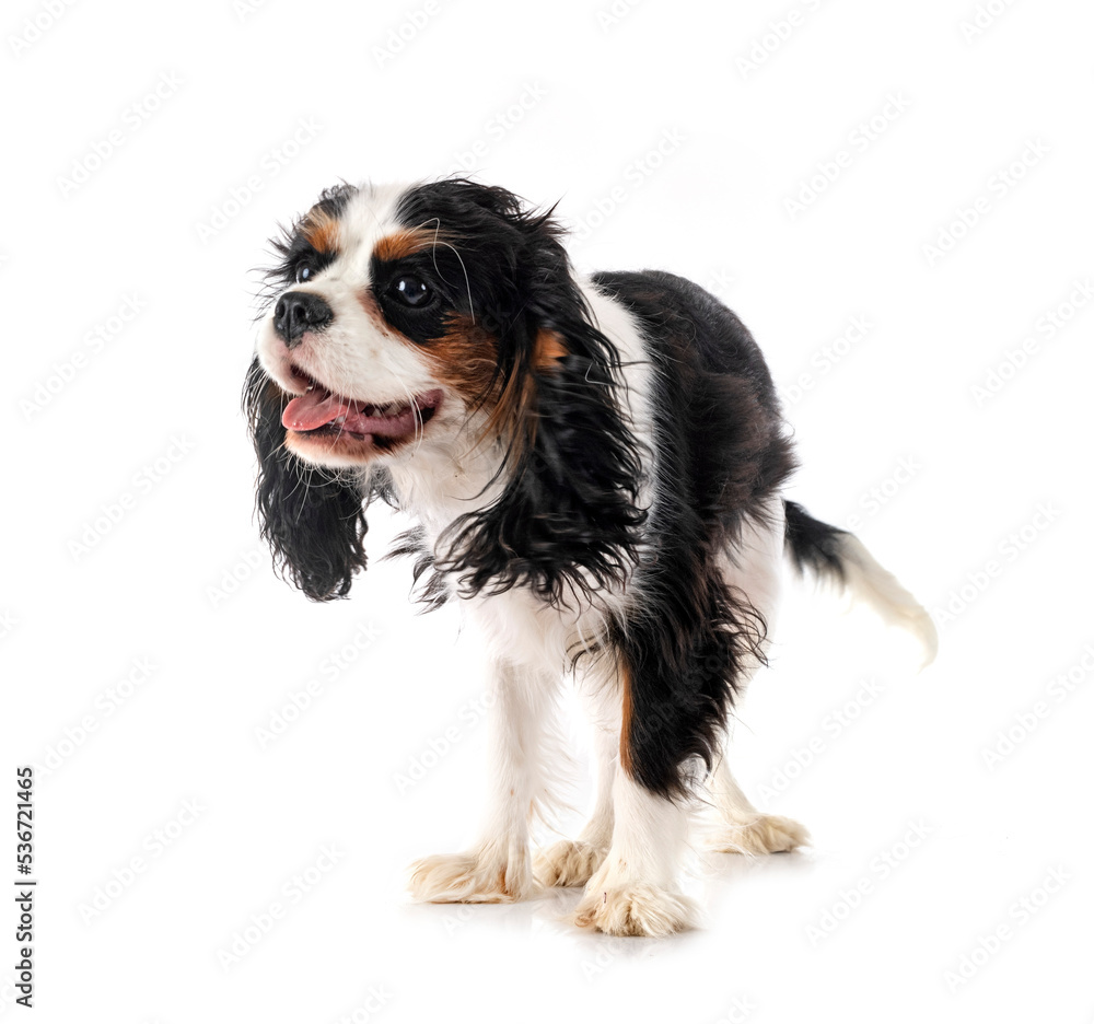 cavalier king charles cavalier king charles