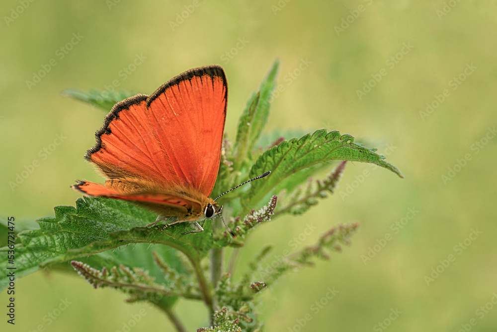 Obraz premium Pomarańczowy motyl 
