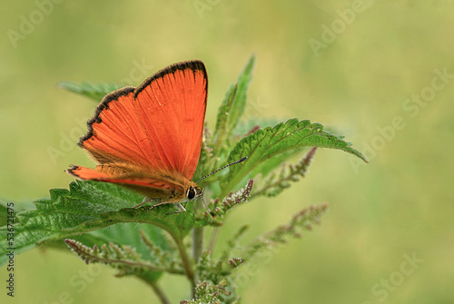 Pomarańczowy motyl 