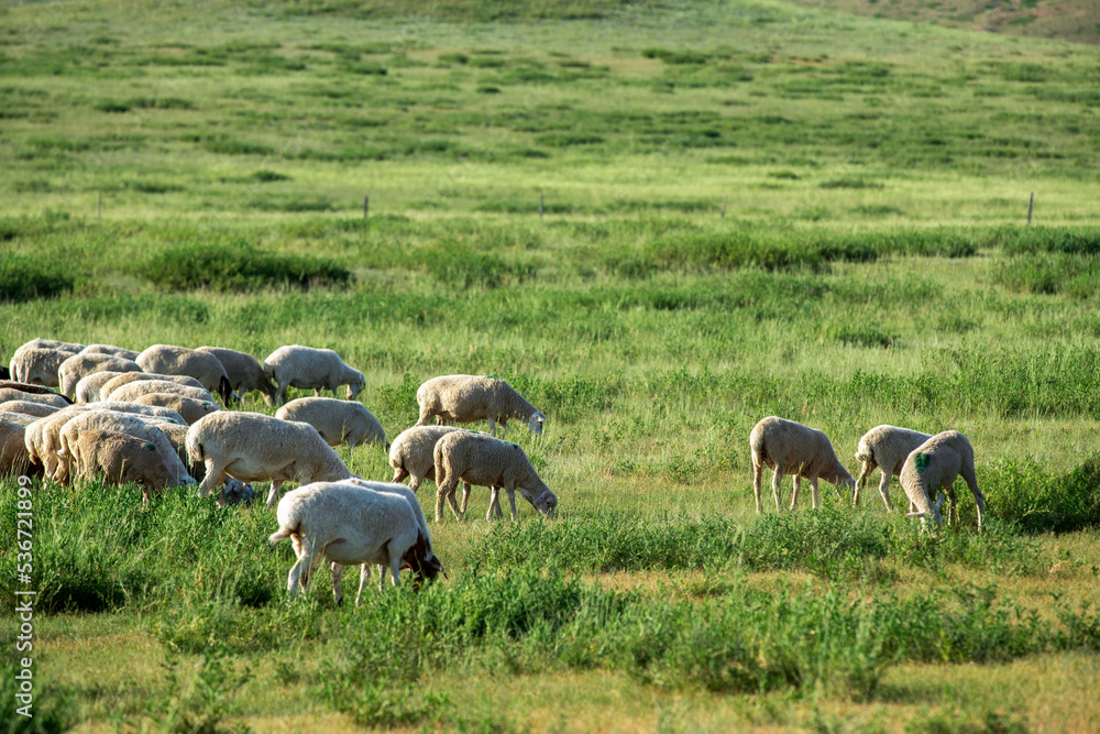 Fototapeta premium Sheep are grazing in the meadow