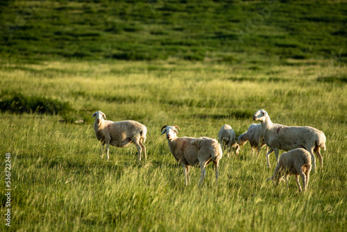 Sheep are grazing in the meadow © Sun