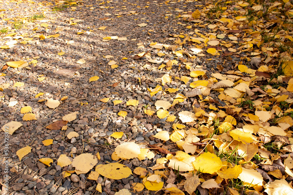 Shadow of rustic fence on a road with yellow autumn leaves, autumn concept Shadow of rustic fence on a road with yellow autumn leaves, autumn concept
