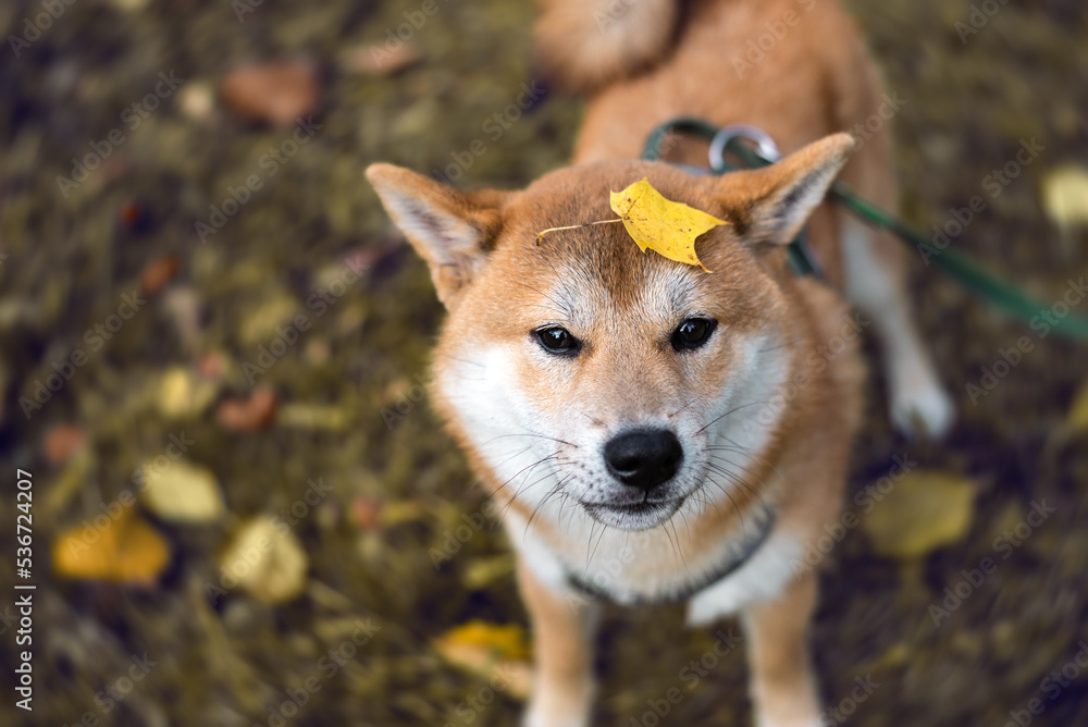 Portriat of cute shiba inu puppy with fallen yellow maple leaf on his head