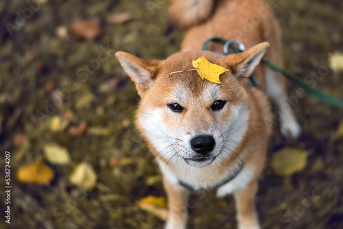 Portriat of cute shiba inu puppy with fallen yellow maple leaf on his head