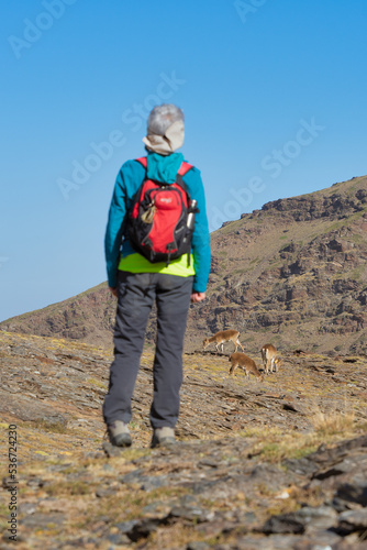 A female hiker with a backpack watches mountain goats grazing in the mountains.