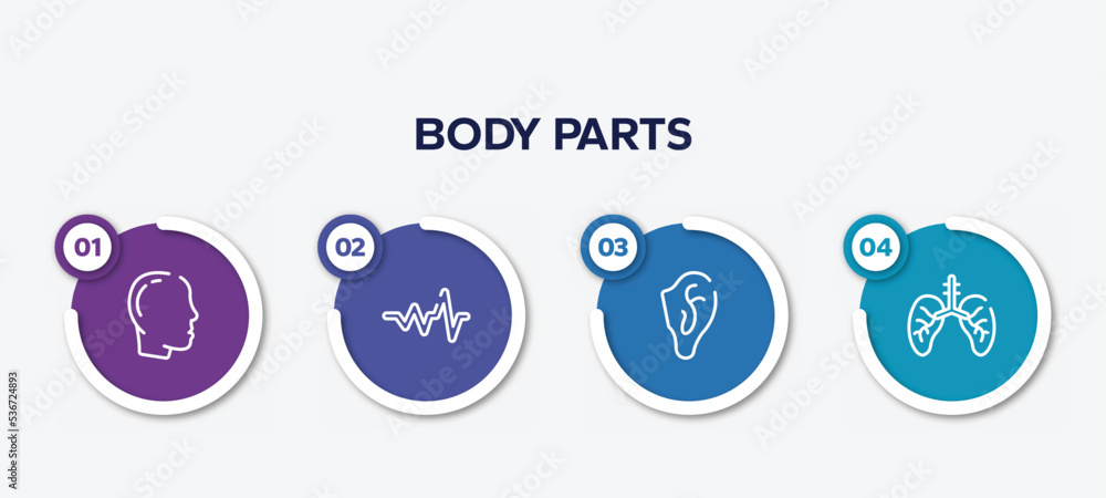 infographic element template with body parts outline icons such as male with bald hair side view, cardiac graphic, ear, lungs with the trachea vector. infographic element template with body parts outline icons such as male with bald hair side view, cardiac graphic, ear, lungs with the trachea vector.