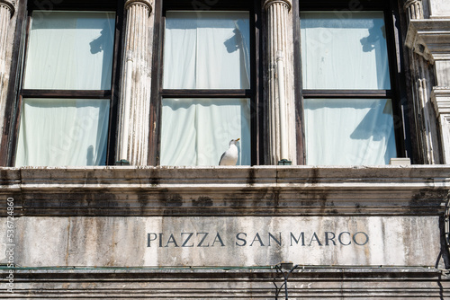 "Piazza San Marco" - the inscription under the window on the wall of the Marciana library in the city of Venice on a sunny morning. A seagull sits at the vintage window of the largest Venetian library