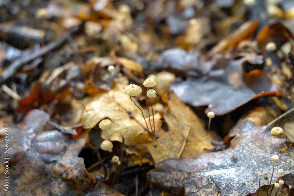 Mushroom in a natural background . High quality photo Mushroom in a natural background . High quality photo