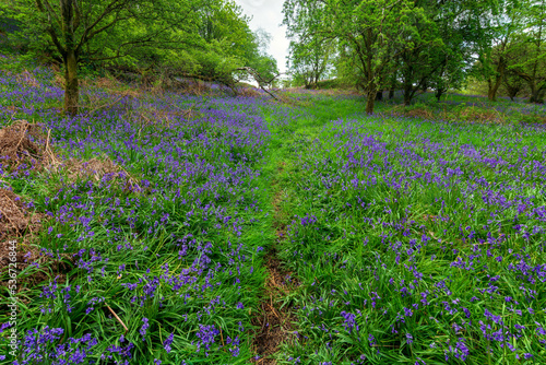 Fototapeta Naklejka Na Ścianę i Meble -  Path through Bluebells, Parkhill Wood, Lochwinnoch, Renfrewshire, Scotland, UK