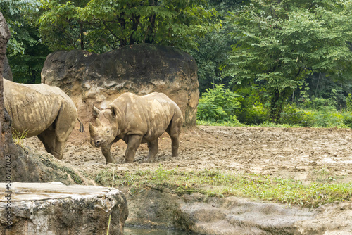 動物園のヒガシクロサイ　-Eastern black rhinoceros-