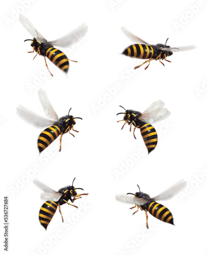 Bee illustration, on white, realism, photo realistic © Roxy
