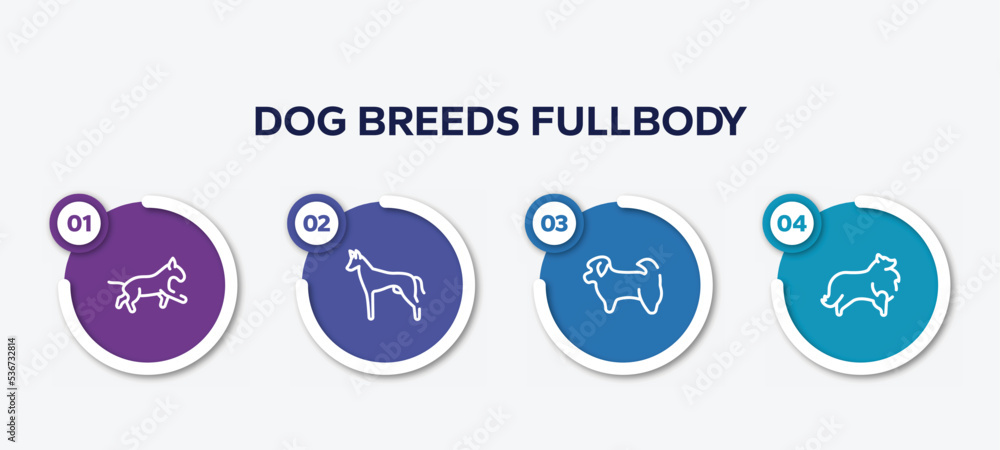 infographic element template with dog breeds fullbody outline icons such as bulterrier, pharaoh hound, shih tzu, sheltie vector.