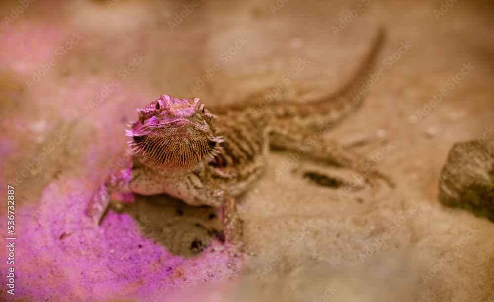 Brown chameleon on the sand