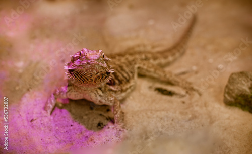 Obraz na płótnie Brown chameleon on the sand w salonie