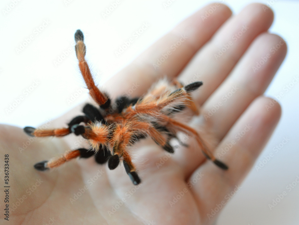 Tarantula spider Brachypelma boehmei aka Mexican fireleg moult lying on