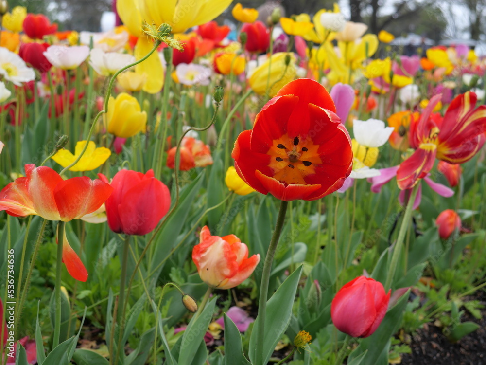 Comminwinwealth Park, Floride Flower Show, Canberra, Australia. - 9 October 2022 : Beautiful colorful flowers blooming in springtime. Comminwinwealth Park, Floride Flower Show, Canberra, Australia. - 9 October 2022 : Beautiful colorful flowers blooming in springtime.