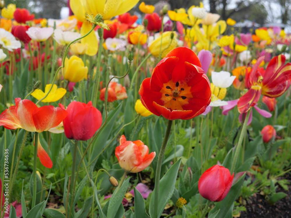 Comminwinwealth Park, Floride Flower Show, Canberra, Australia. - 9 October 2022 : Beautiful colorful flowers blooming in springtime.