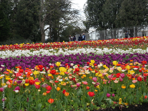 Comminwinwealth Park, Floride Flower Show, Canberra, Australia. - 9 October 2022 : Beautiful colorful flowers blooming in springtime.