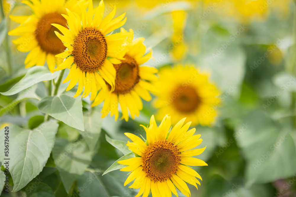 夏のひまわり畑