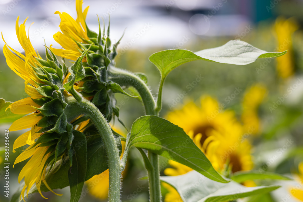 Obraz premium 夏のひまわり畑