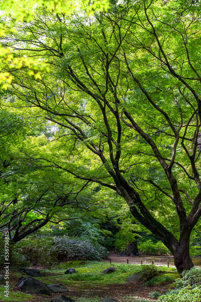 六義園_空を覆う大きなもみじの木 六義園_空を覆う大きなもみじの木