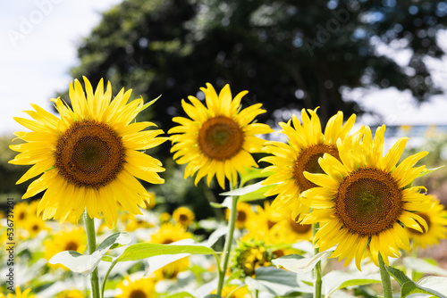 夏のひまわり