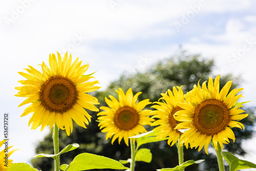 夏のひまわり畑