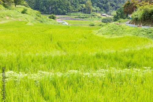 日本の田んぼのある風景