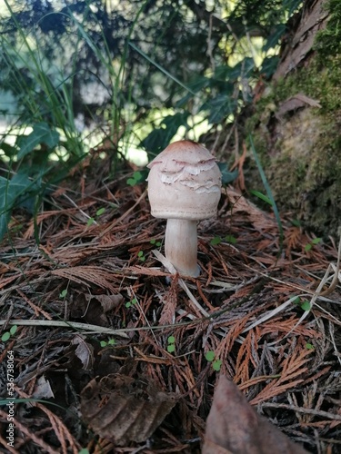 mushroom in the forest