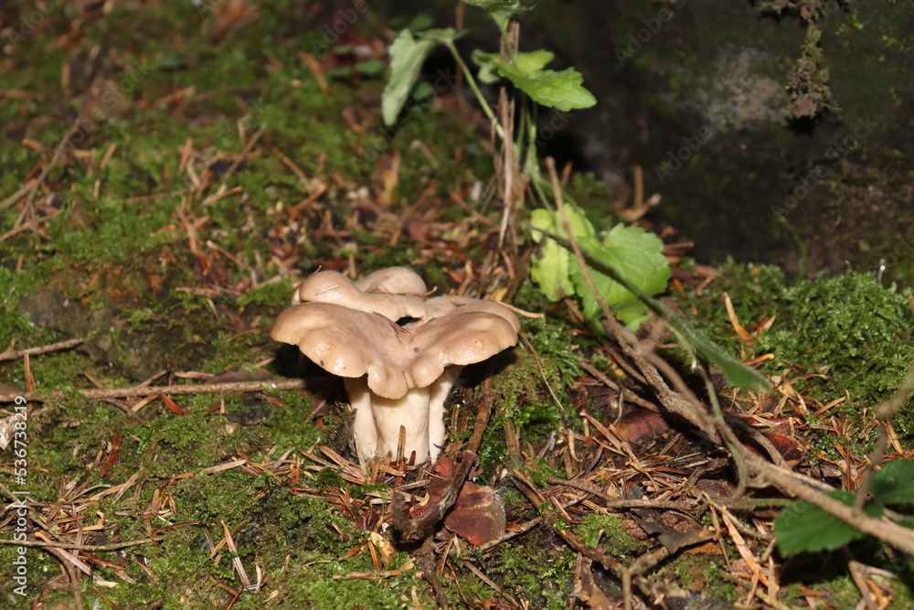 Fototapeta premium a real forest boletus in the autumn forest hid behind the grass on a sunny day