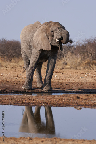 Large male African Elephant  Loxodonta africana  at a waterhole in Etosha National Park  Namibia