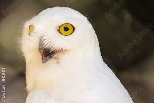 シロフクロウの顔アップ © Ken Tyler